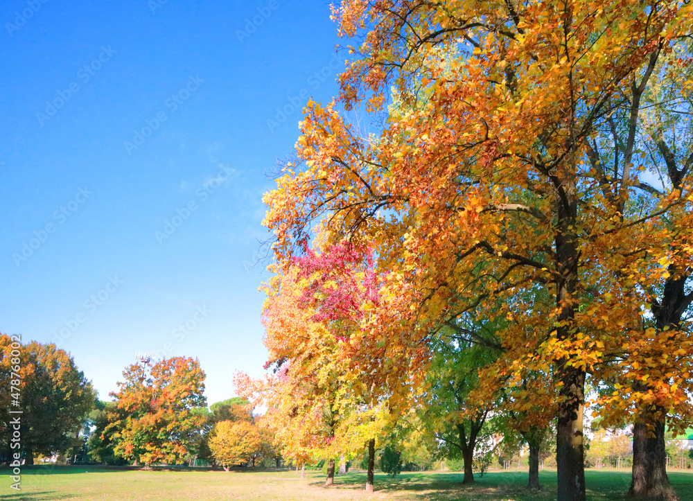 In the autumn park, under the blue sky, a row of golden maple trees stands aside