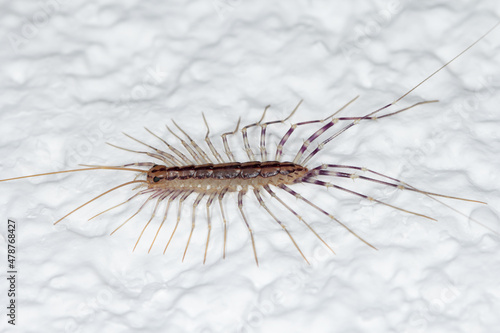 Scutigera coleoptrata on wall. The Flycatcher. Centipede flycatcher insect predator.