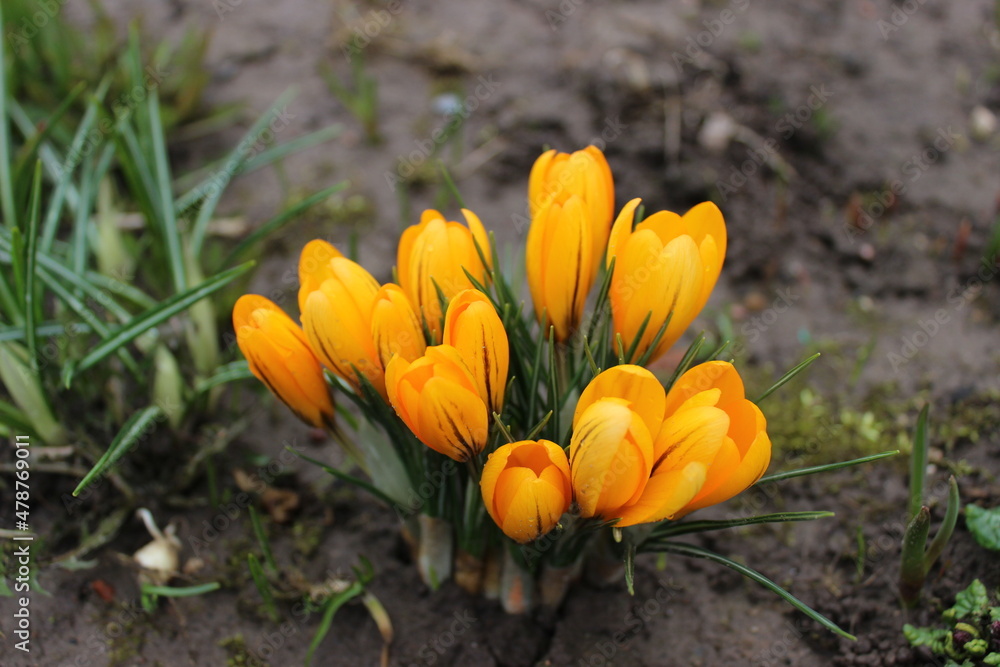A group of yellow crocuses in the garden. Yellow crocuses. First spring flowers. A group of yellow crocuses in the garden. Yellow crocuses. First spring flowers.