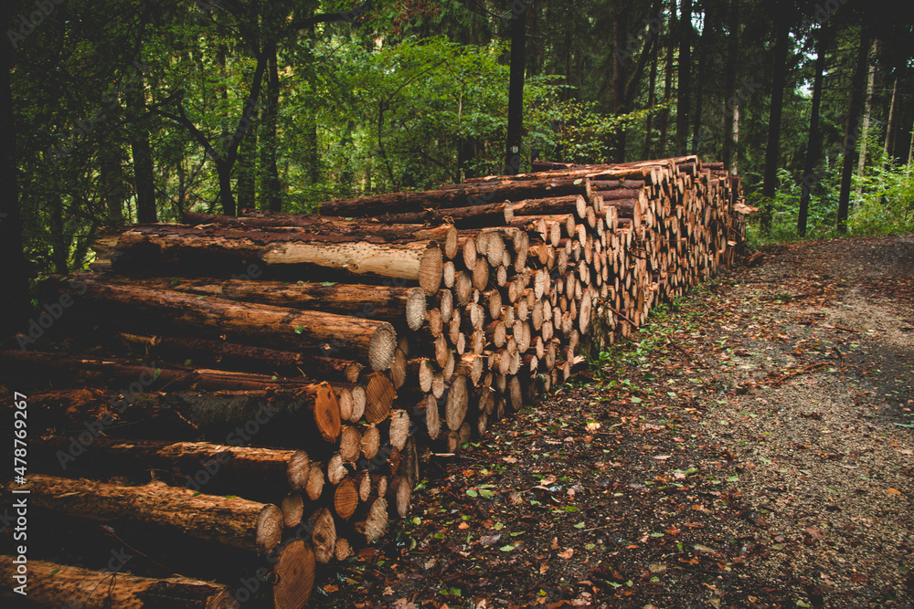 stack of wood logs in a forest