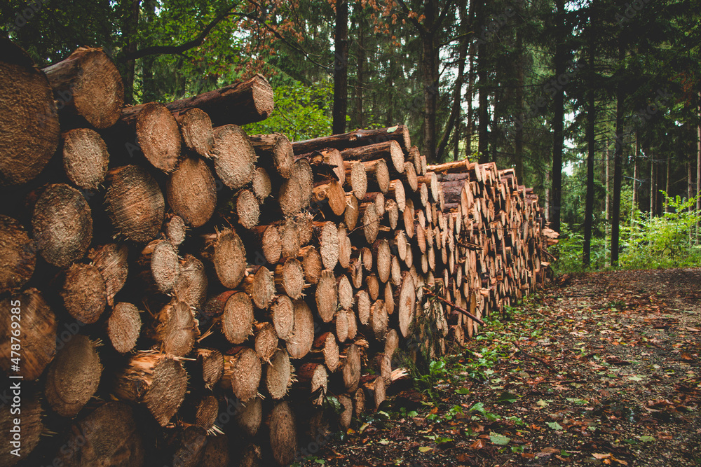 stack of firewood in a forest