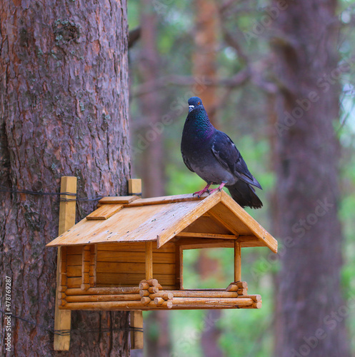 Birdhouse on a tree in the park