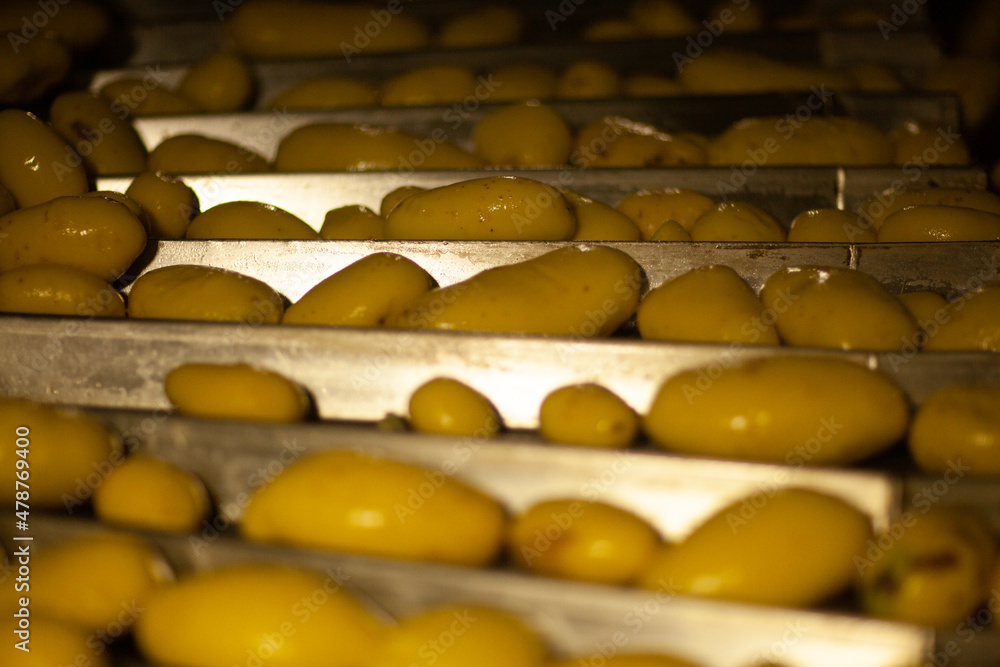 Obraz premium Factory interior. Potato production. Factory equipment, product manufacturing process. Modern factory.