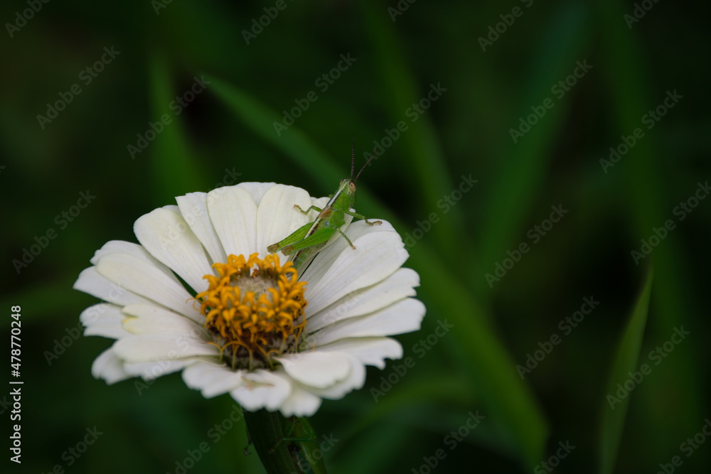 Fototapeta premium Tiny grasshopper resting on a White zinnia flower