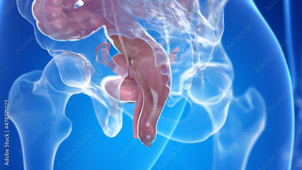 3d rendered illustration of the female uterus and rectum 3d rendered illustration of the female uterus and rectum