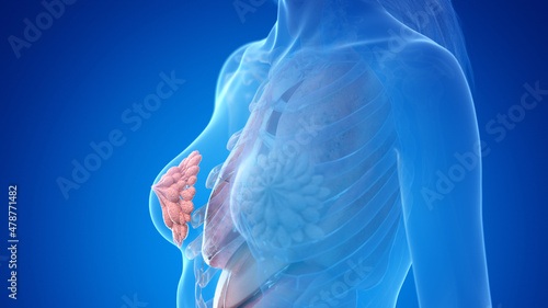 3d rendered illustration of the female mammary glands