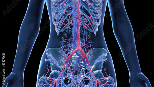 Tela 3d rendered illustration of the female abdominal vascular anatomy