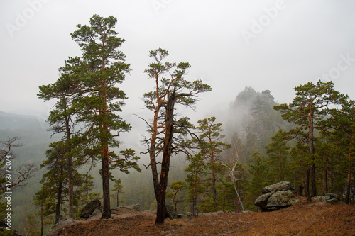 Pine forest in Burabay National Park, Aqmola Region, Kazakhstan. photo