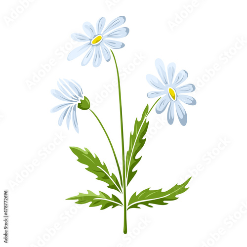 Blooming chamomile colored isolated doodle sketch
