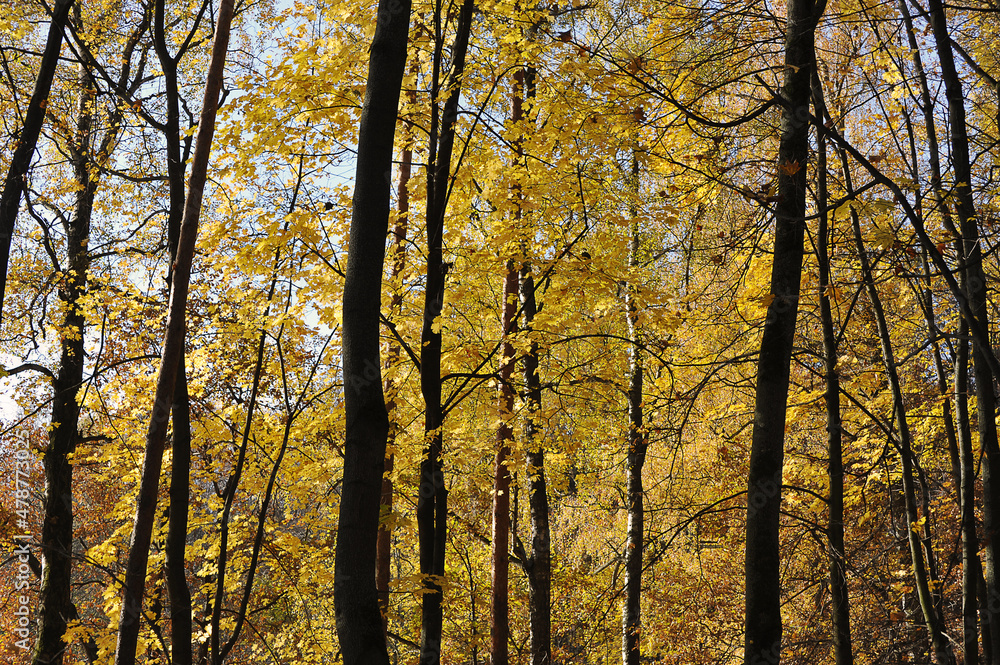 trees with fallen maple leaves - autumn landscape trees with fallen maple leaves - autumn landscape