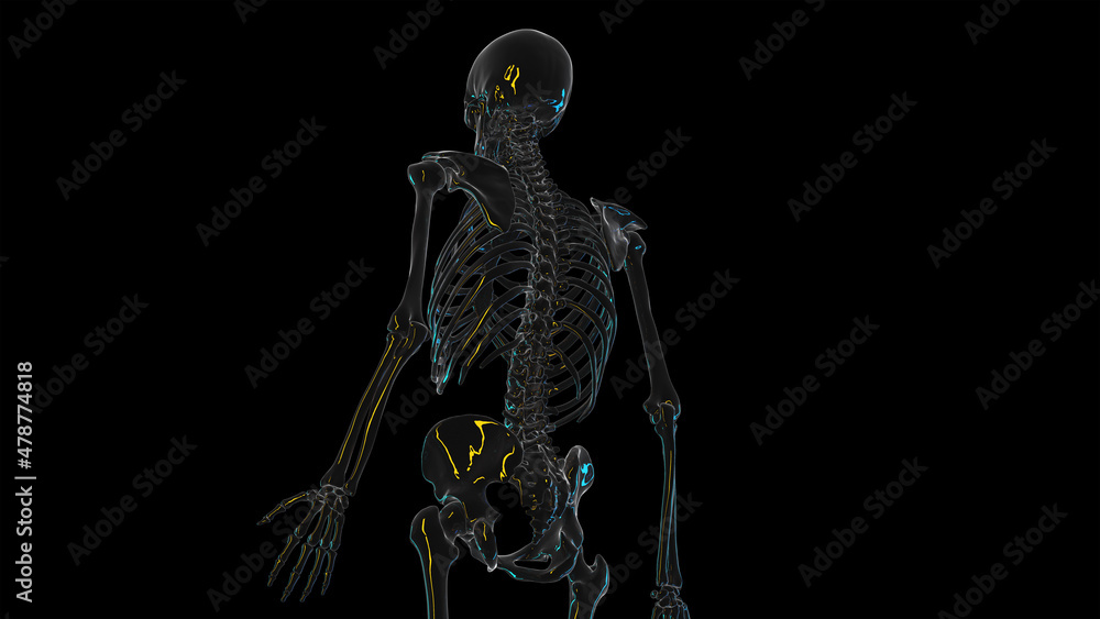 3d rendered illustration of the skeleton