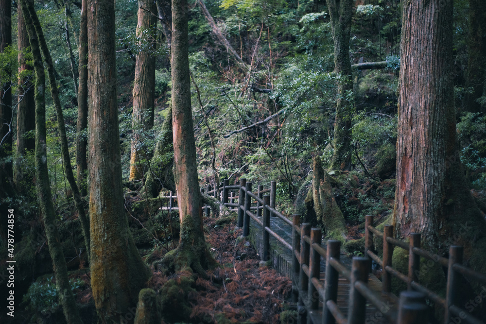 Obraz premium Winter Yaskuhima forest in Kyusyu Japan(World Heritage in Japan)