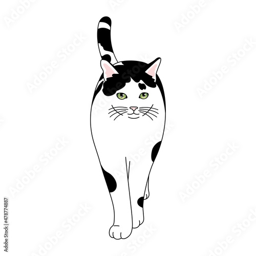 歩く白黒猫のリアルタッチなイラスト Stock ベクター Adobe Stock 歩く白黒猫のリアルタッチなイラスト Stock ベクター Adobe Stock