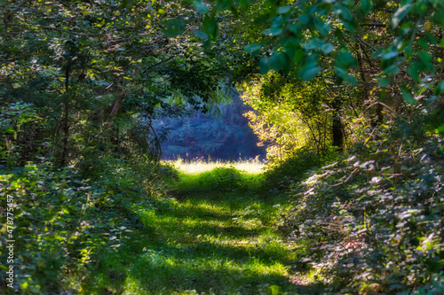 Blick durch einen grünen mit dichtem Laub umwachsenen Waldweg hinzu einer hellen Lichtung