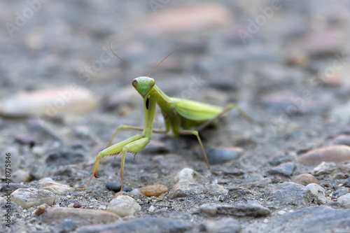 European mantis resting on the ground © Nemanja