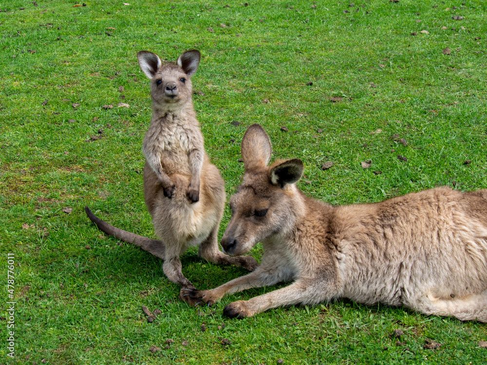 Fototapeta premium カンガルーの赤ちゃんと親