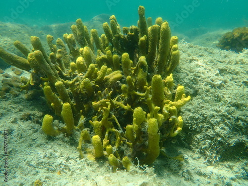 Yellow tube sponge or Aureate sponge (Aplysina aerophoba) undersea, Aegean Sea, Greece, Halkidiki 
