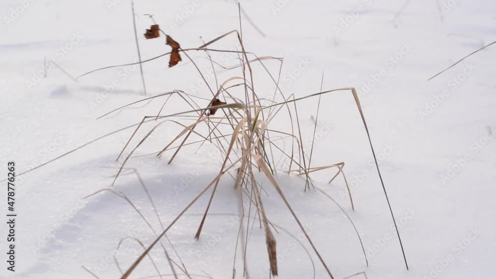 Dried bush of grass swaying from wind in snowdrift, outdoors. Winter sad, depressive mood concept Dried bush of grass swaying from wind in snowdrift, outdoors. Winter sad, depressive mood concept