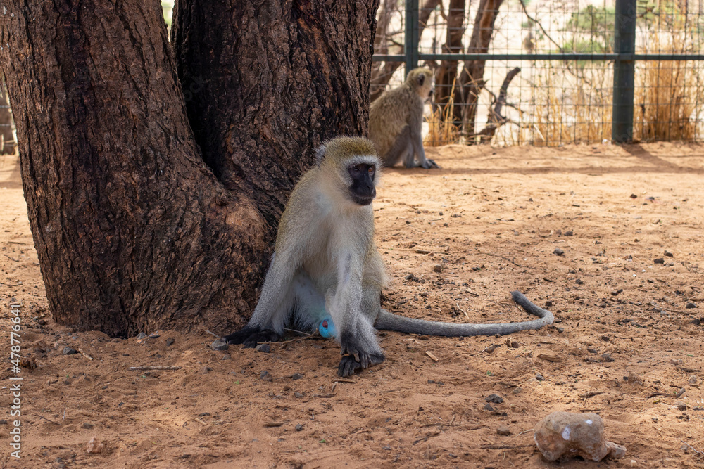 Male green dwarf monkey sits under a tree while parking at Tarangire National Park in Tanzania