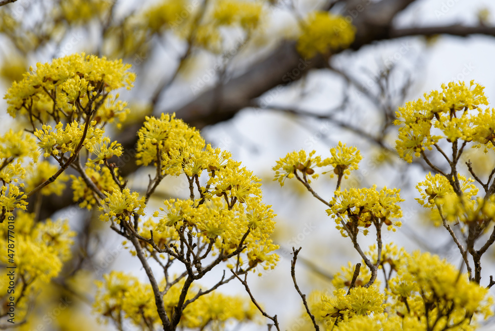 Yellow flower of cornus officinalis,  Japanese cornelian cherry