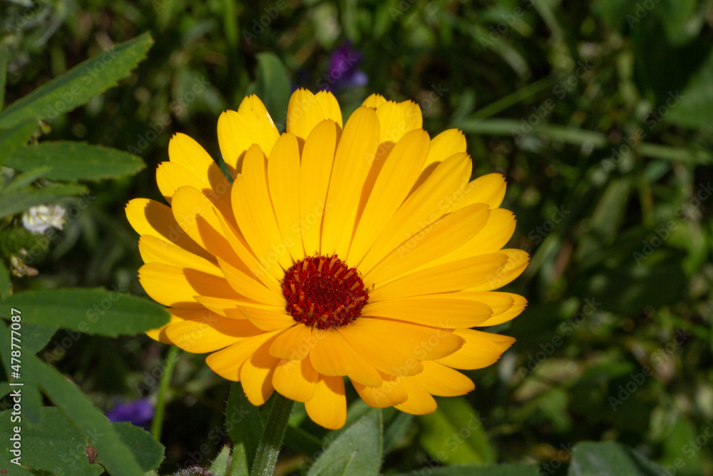 gelbe. Blume gelbe. Blume