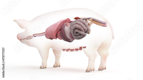 Obraz na płótnie 3d rendered illustration of the porcine anatomy - the organs