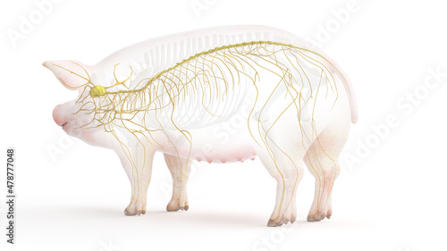 3d rendered illustration of the porcine anatomy - the nervous system