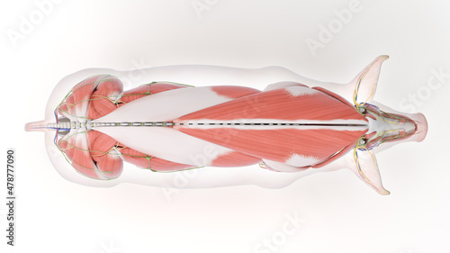 Tableau sur toile 3d rendered illustration of the porcine anatomy