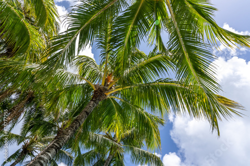 Coconut Palm tree on a blue sky, tropical island background. Travel holiday island nature card. Palm tree leaf on sky background. High quality photo