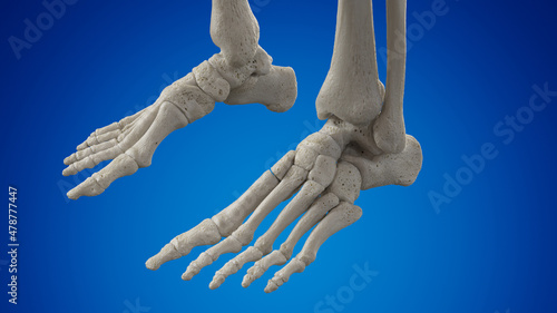 Foto 3d rendered illustration of the skeletal foot