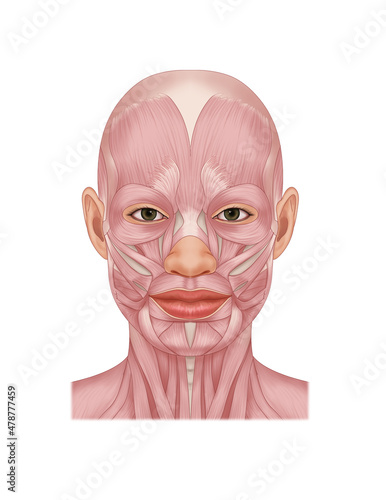 facial muscle anatomy