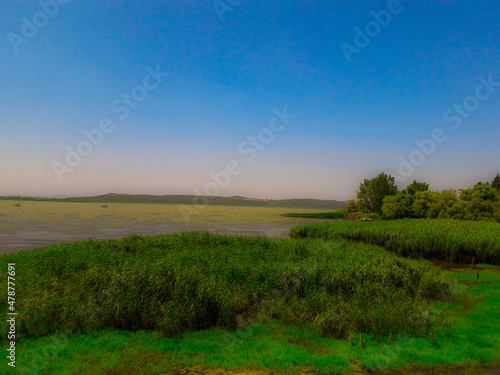 lake, nature, greenery and reeds