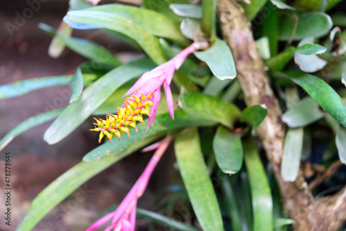 Close up of colorful Bromeliad plants in botanic garden close up