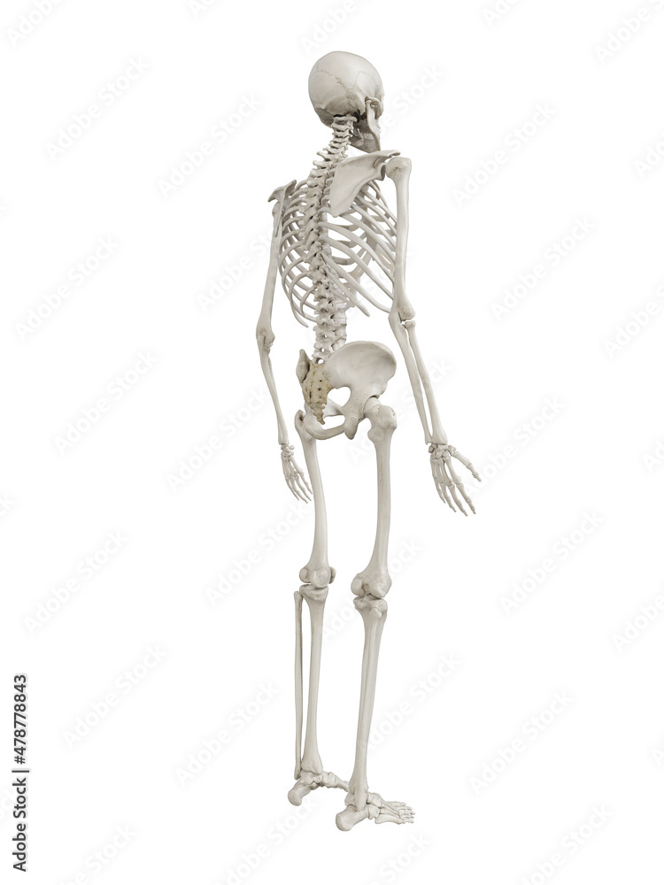 3d rendered illustration of the human skeleton 3d rendered illustration of the human skeleton