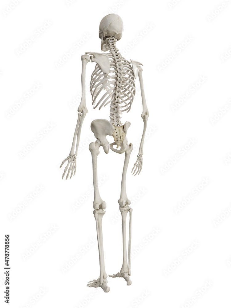3d rendered illustration of the human skeleton 3d rendered illustration of the human skeleton