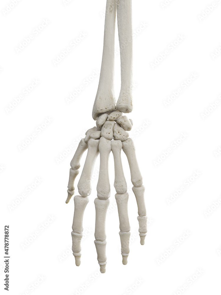 3d rendered illustration of the hand bones
