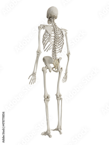 3d rendered illustration of the human skeleton © Sebastian Kaulitzki