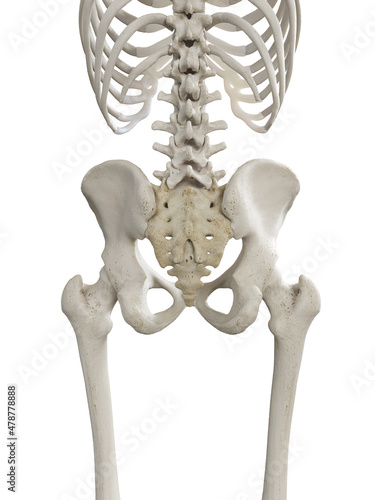 3d rendered illustration of the skeletal hip
