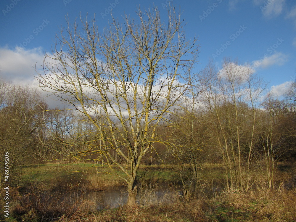 Baum an einem Bach an einem Feld im Winter Baum an einem Bach an einem Feld im Winter