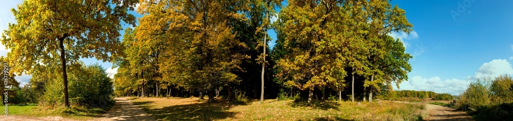 Fototapeta premium Panorama of autumn tree on a large lawn.