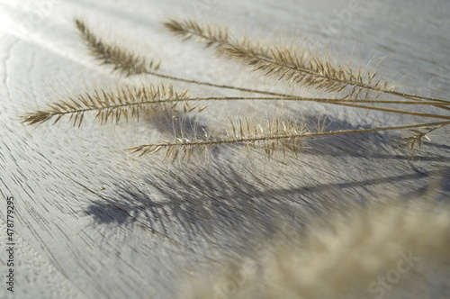 Gräser Schattenspiel Nahaufnahme photo