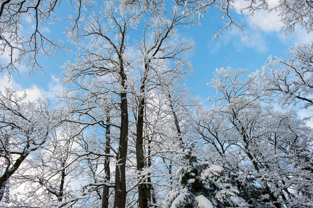 Forest under snow cover, sun and shadows, blue sky. Forest under snow cover, sun and shadows, blue sky.