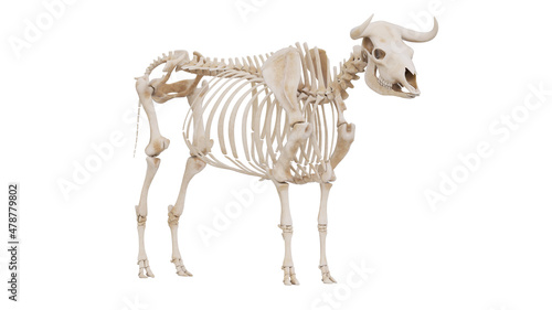 3d rendered illustration of the bovine anatomy - the skeleton photo