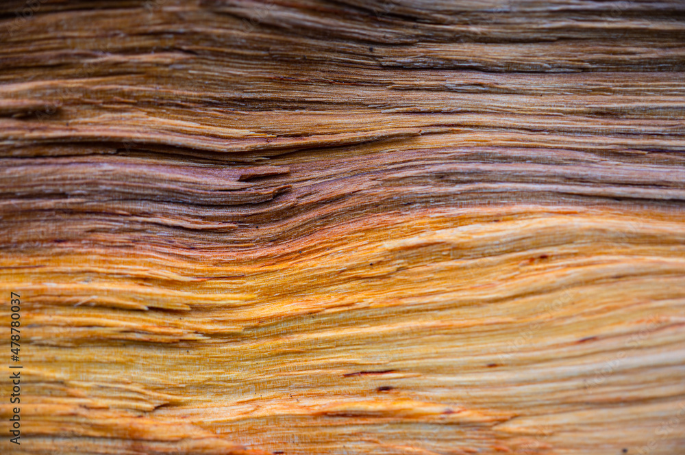 Fresh wood log texture background. Grey alder, speckled alder, Alnus incana Fresh wood log texture background. Grey alder, speckled alder, Alnus incana