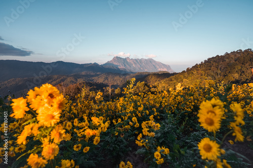 Mountain view and yellow flowers in the evening