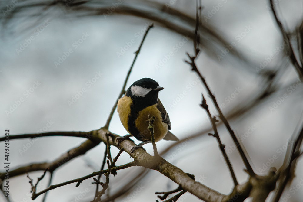 Naklejka premium Great Tit onbare branch in woods