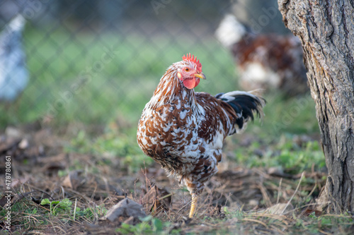 Schwedisches Blumenhuhn auf einem Bauernhof 