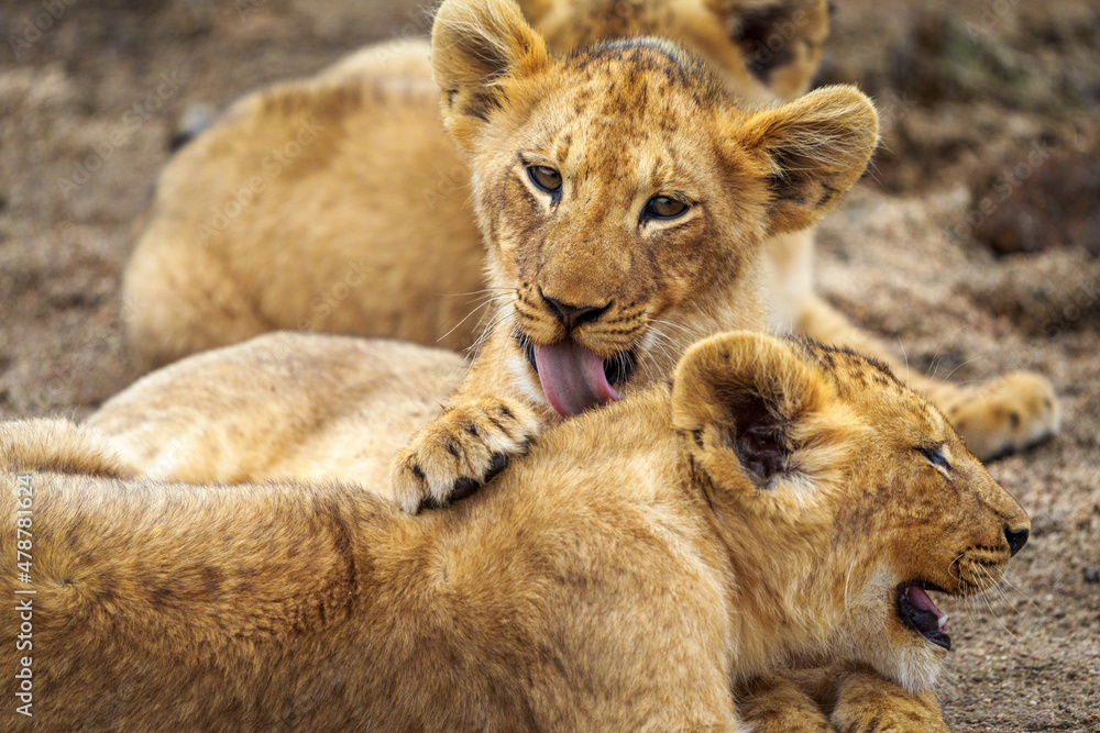 Lion (Panthera leo) cubs grooming each other. Mpumalanga. South Africa. Lion (Panthera leo) cubs grooming each other. Mpumalanga. South Africa.