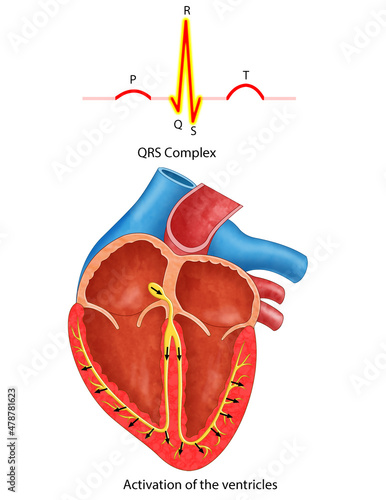 diagram of heart wave QRS complex