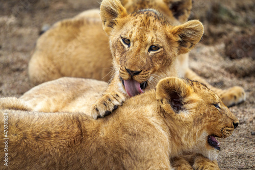 Lion  Panthera leo  cubs grooming each other. Mpumalanga. South Africa.